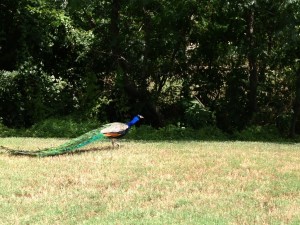 Rudy's peacock (1024x768)