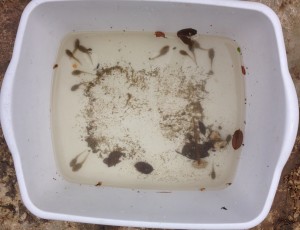 16 tadpoles