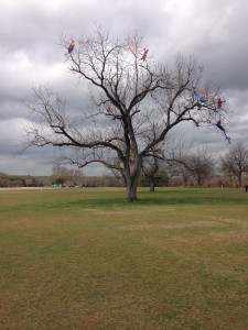 19 kite tree