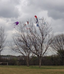 22 kite tree
