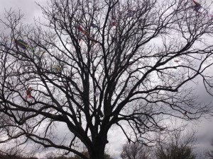 24 kite tree